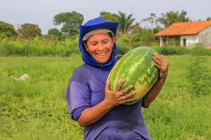 Empreendedorismo: Mulheres da Vila Amazônia produzem melancia com incentivos da Prefeitura de Parintins