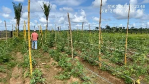 Equipes do Idam de Canutama destacam cadastramentos e orientações em visita a produtores