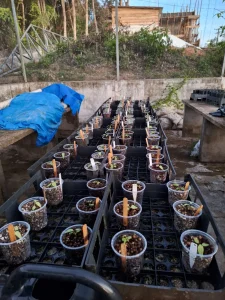 Estudo Apoiado Pelo Governo Do Amazonas Analisa Potencial Ornamental De Folhas E Frutos