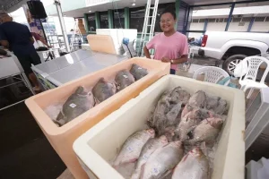 Feirão do Pescado:  Comercialização segue alta pela procura de peixes por conta da Semana Santa