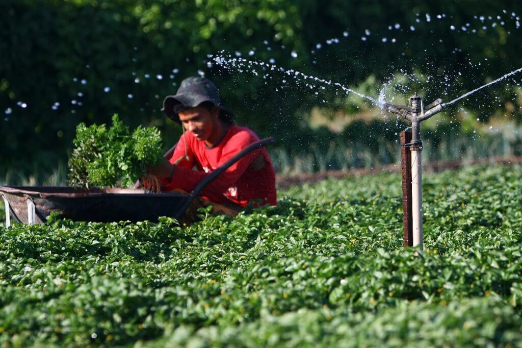 Governo Do Amazonas Abre Segundo Edital Para Aquisição De Gêneros Alimentícios Da Agricultura Familiar 