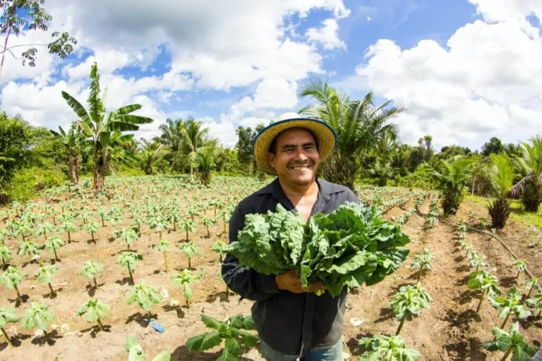 Governo Do Amazonas Investiu R$ 78 Milhões Na Aquisição De Alimentos Da Agricultura Familiar Em 2023 