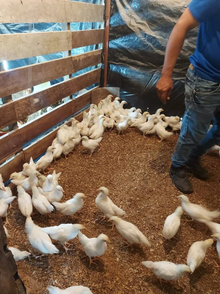 Governo do Amazonas promove vacinação de aves em Envira