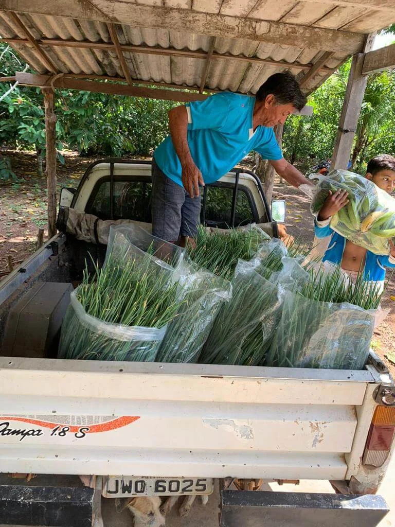 Governo do Amazonas realiza compra de produtos da agricultura familiar em Presidente Figueiredo