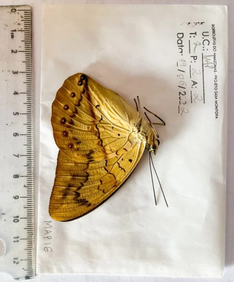 Guia Digital Para Melhorar Aprendizado Sobre Fauna De Borboletas