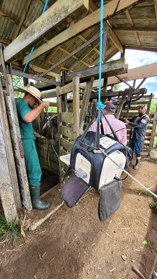 Idam atua em primeira etapa de protocolo para inseminação artificial de bubalinos e bovinos em Barreirinha