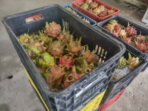 Idam busca alavancar a cultura de pitaia no Amazonas