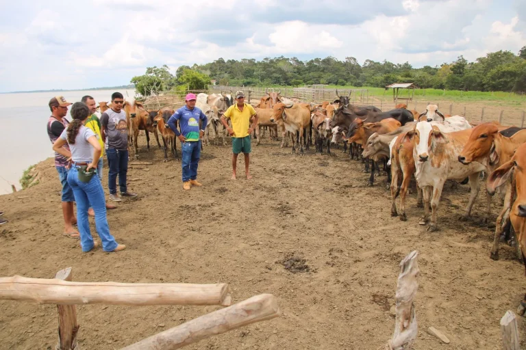 Inseminação Artificial Para Rebanho De Pequenos Pecuaristas Chega A Barreirinha Em Janeiro De 2023