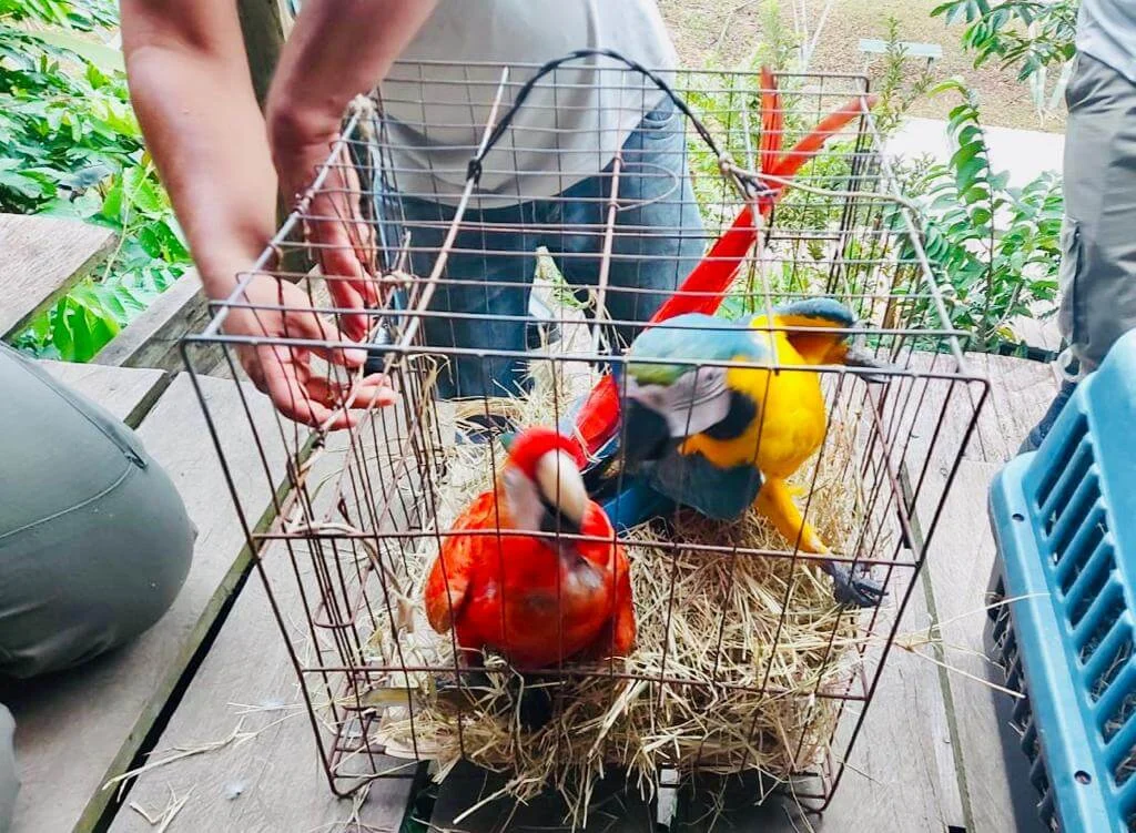 Ipaam apreende mais de 20 animais silvestres utilizados como atração turística, em ação conjunta com Ibama 3 Ipaam apreende mais de 20 animais silvestres utilizados como atração turística, em ação conjunta com Ibama