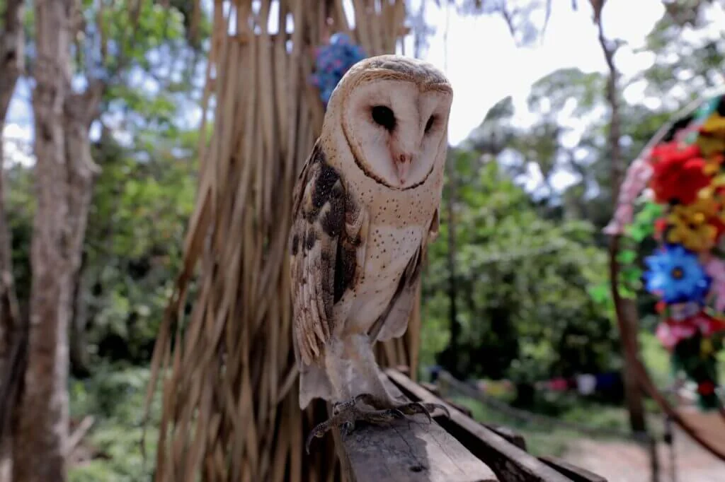 Nunca toque, observe: Amazonastur ressalta importância de proteção aos animais no turismo