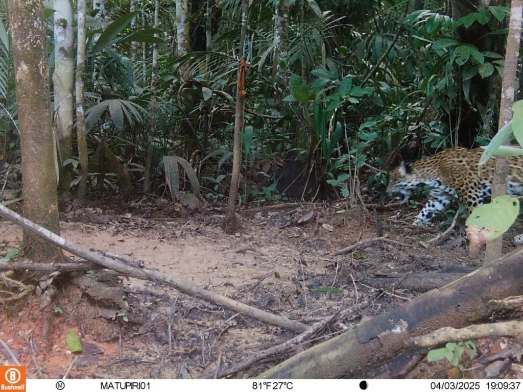 Onça-pintada é registrada por armadilha fotográfica na RDS Rio Amapá