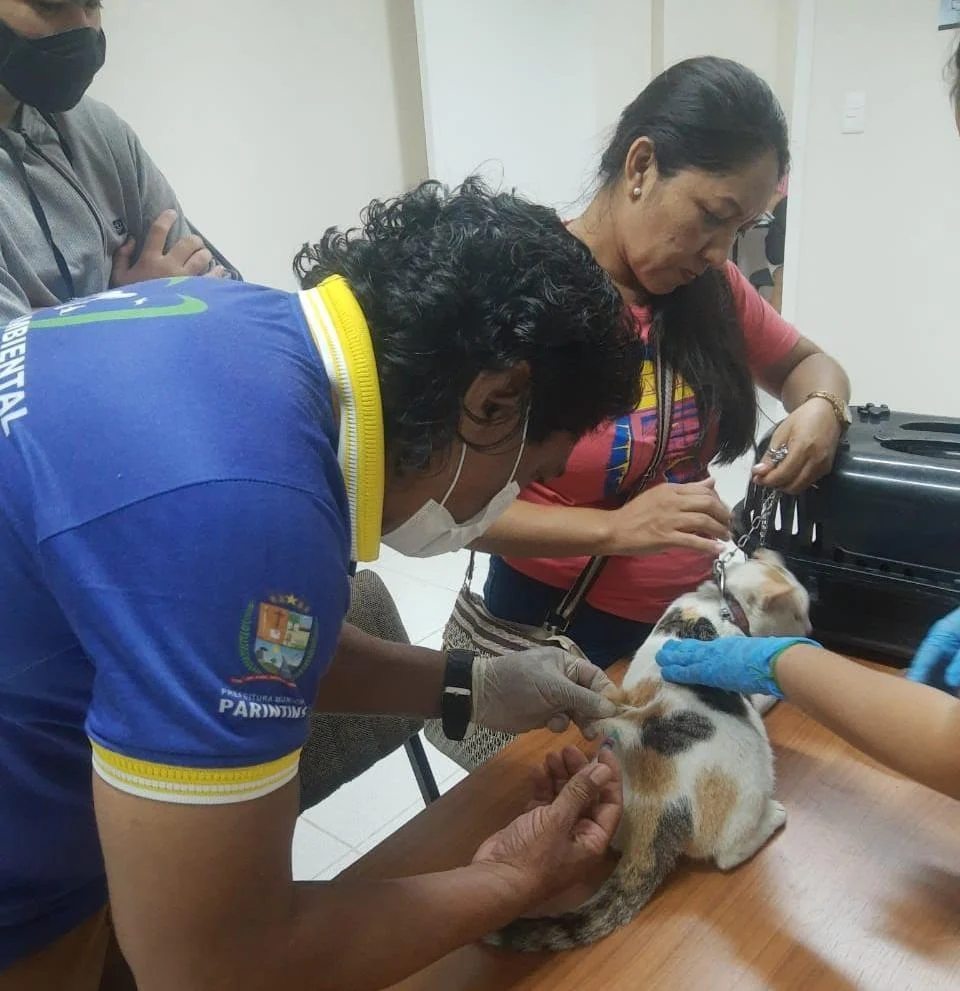 Campanha De Vacinação Antirrábica Pretende Imunizar 80% Da População Animal De Parintins