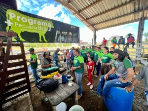 Pecuária De Corte E De Leite De Barreirinha Ganha Impulso De Melhoramento Genético 