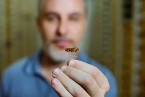 Pesquisa apoiada pelo Governo do Amazonas identifica e classifica espécies de cabas encontradas na região amazônica