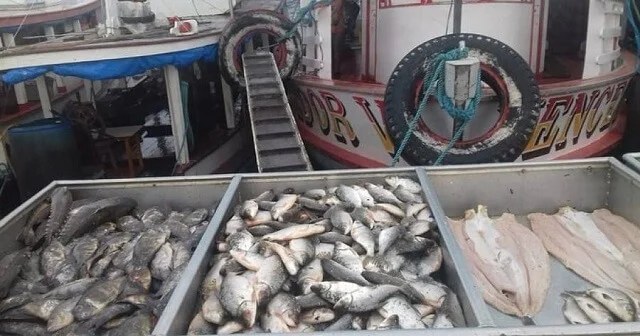 Pesquisa Do Am Sobre Consumo De Peixes é Destaque Em Revista Científica Internacional