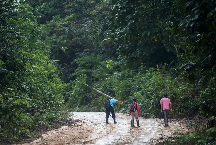 Pesquisadores desenvolvem algoritmo que projeta futuro de espécies da Amazônia 6 Pesquisadores desenvolvem algoritmo que projeta futuro de espécies da Amazônia