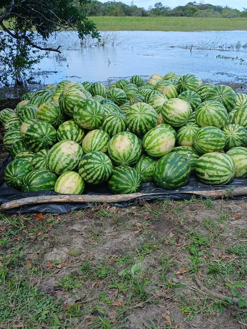 Prefeitura de Parintins apoia comercialização de melancia do Aduacá no Mercado Zezito Assayag