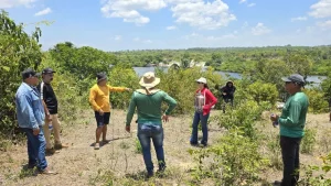 Prefeitura de Parintins prepara ação de mecanização para pecuária e agricultura do Mocambo do Arari