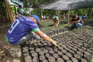 Projeto Viveiro Comunitário é Colocado Em Prática Pela Sempa E Idam Na Zona Rural De Barreirinha