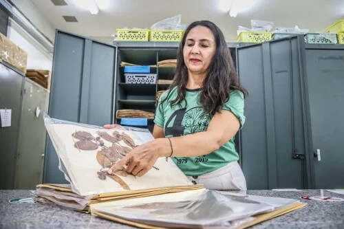 Revitalização E Digitação Do Acervo Do Herbário Da Ufam Recebe Apoio Do Governo Do Estado