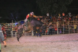 Rodeio Da 37ª Expopin Começa Com 13 Montarias Em Touros Nesta Sexta Feira