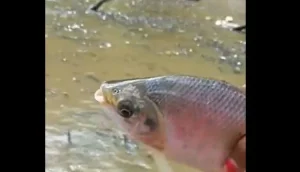 Saúde alerta sobre os cuidados na compra de pescados para a Semana Santa