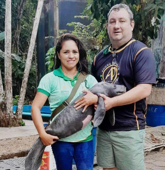 Filhote De Peixe Boi