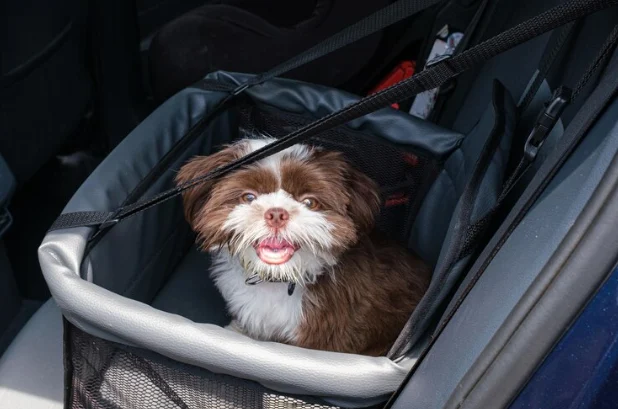 Viagem Com Pets